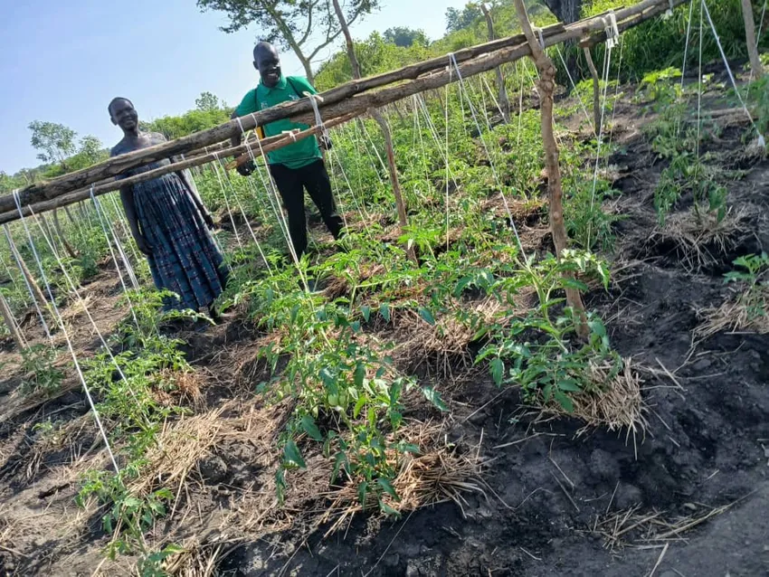 Lead Farmer Konga Regina with her 771 tomato plants and her CPF