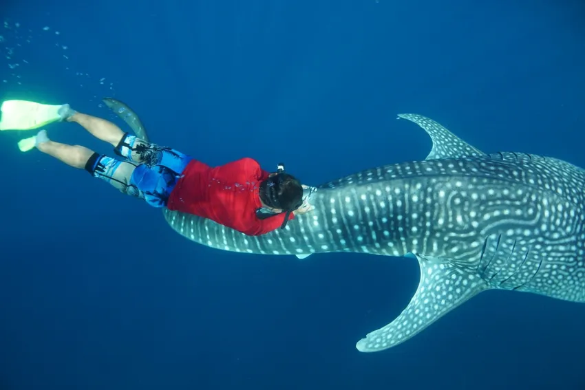 Whale shark satellite tagging