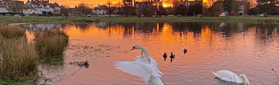 Wimbledon and Putney Commons Hydrology Study – Big Give