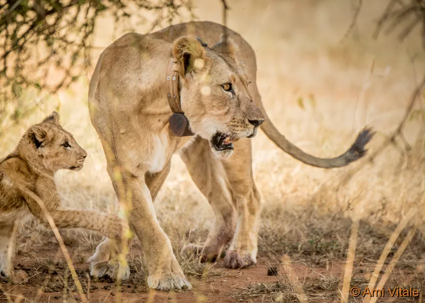 Collared lioness