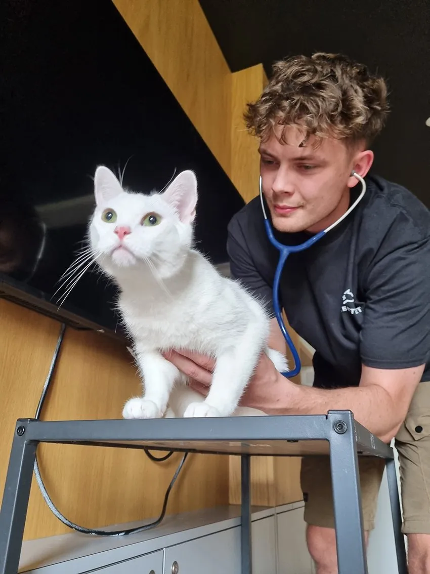 Big-Give-Vil-and-Catjpg
