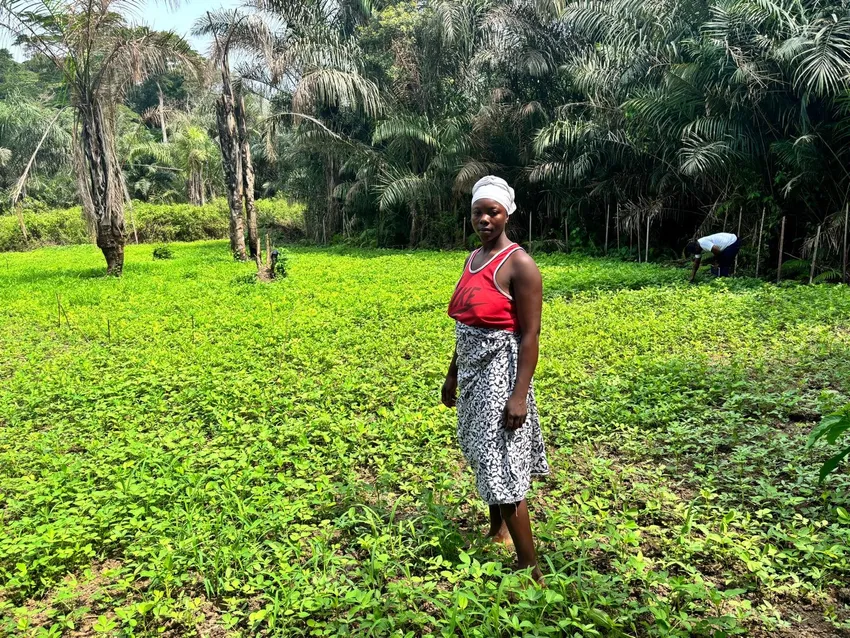 Groundnuts at Tokpombo Feb 2026