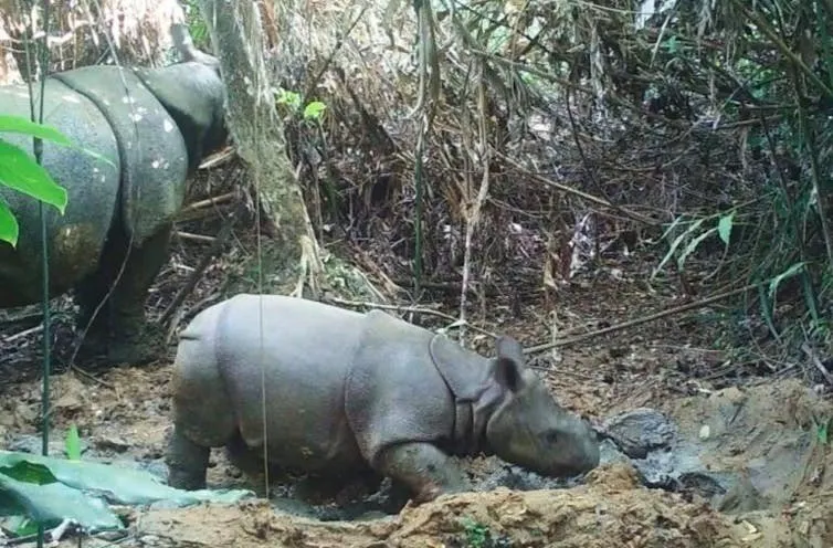 Help Protect the Javan Rhino from Extinction – Big Give