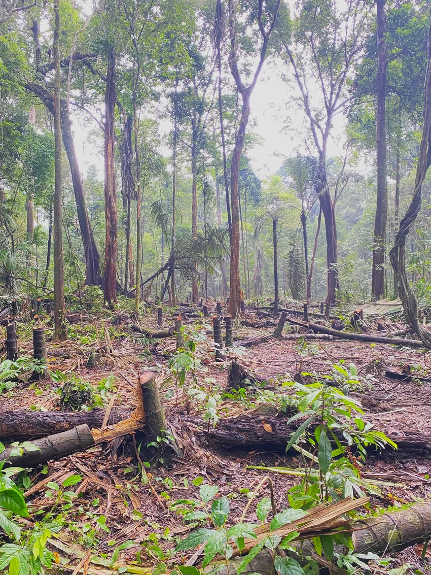 Help Protect the Javan Rhino from Extinction – Big Give