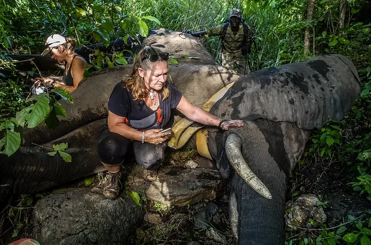 Lynn with team in elephant rescue operation