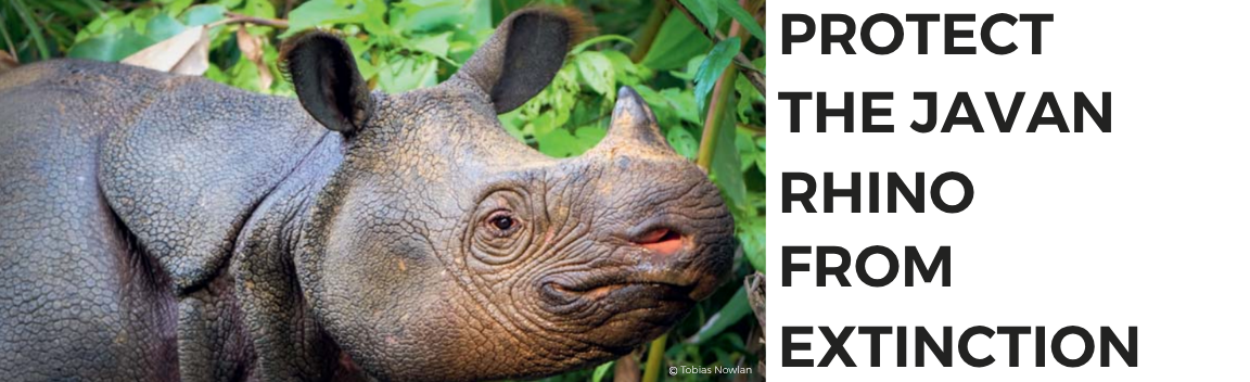 Help Protect the Javan Rhino from Extinction – Big Give