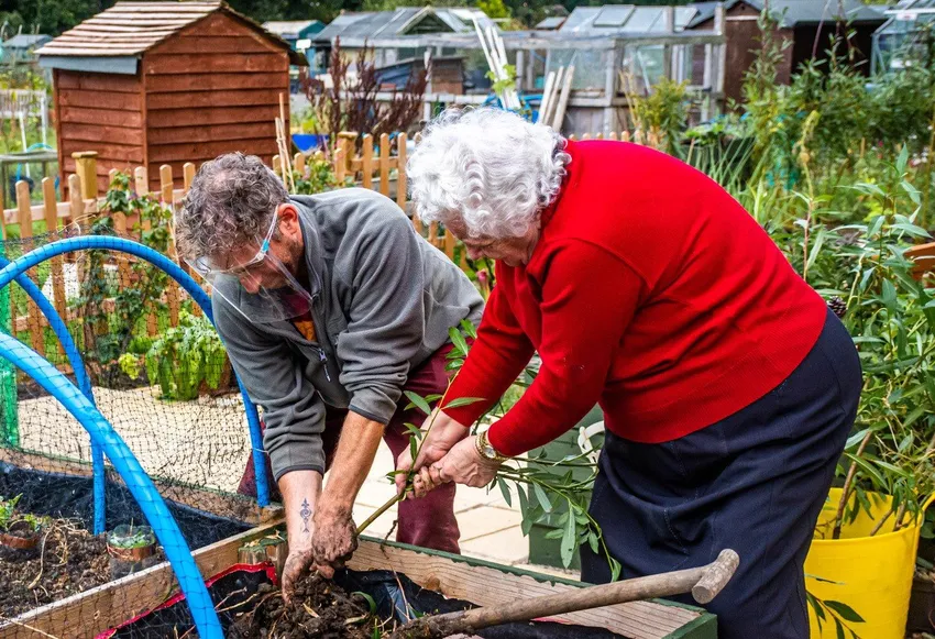 Pulling weeds at the allotment
