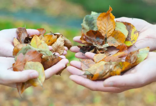 Four hands outstretched holding brown, autumnal leaves in their palms.
