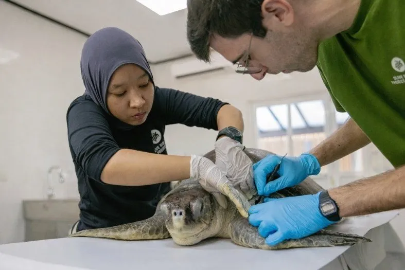 Dr Naul & Dr Pau dressing a sea turtle patient's wound