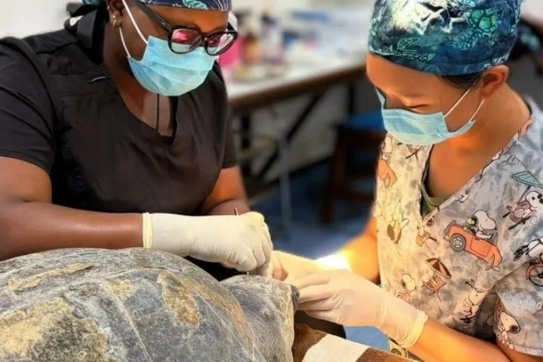 Dr Michelle & Dr Celena treating a sea turtle patient