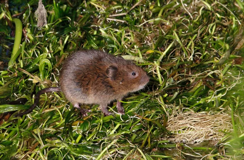 Water vole on river Ems - Malcom Phillips