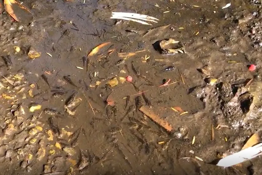 Bullheads trapped in a puddle on a drying river Ems
