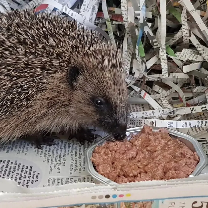 hedgehog food