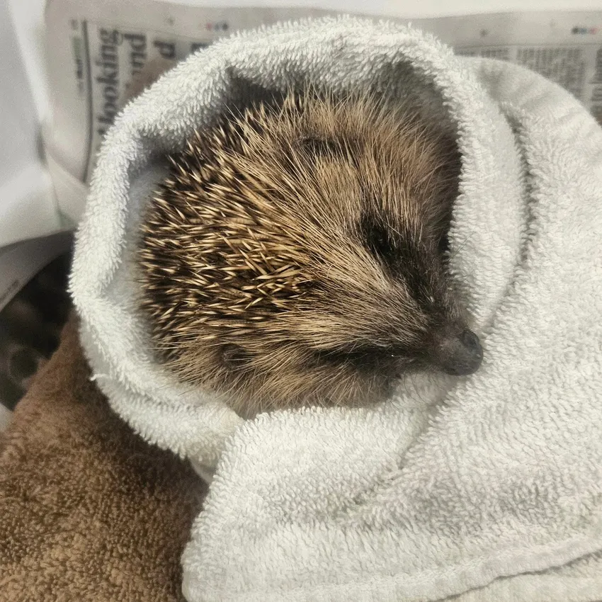 hedgehog in towel