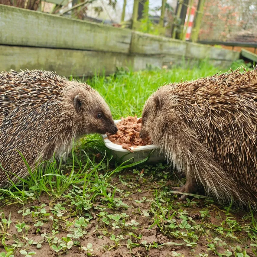 released hedgehogs in garden eating
