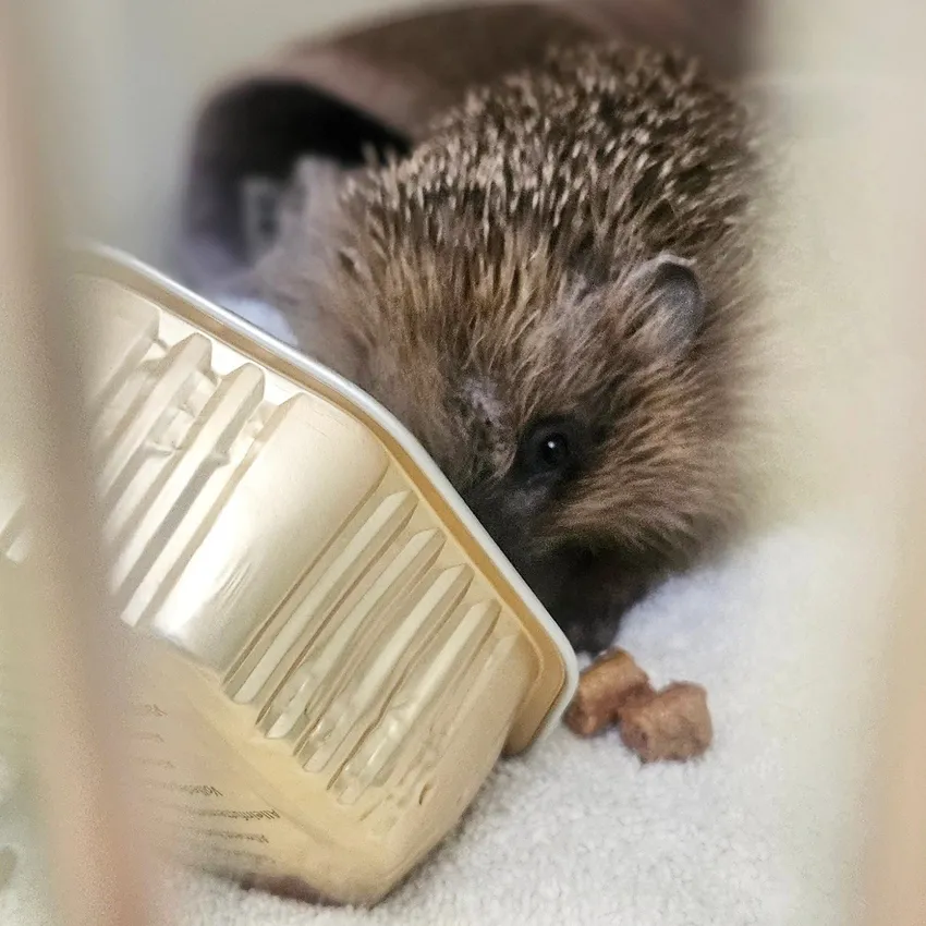 hedgehog eating