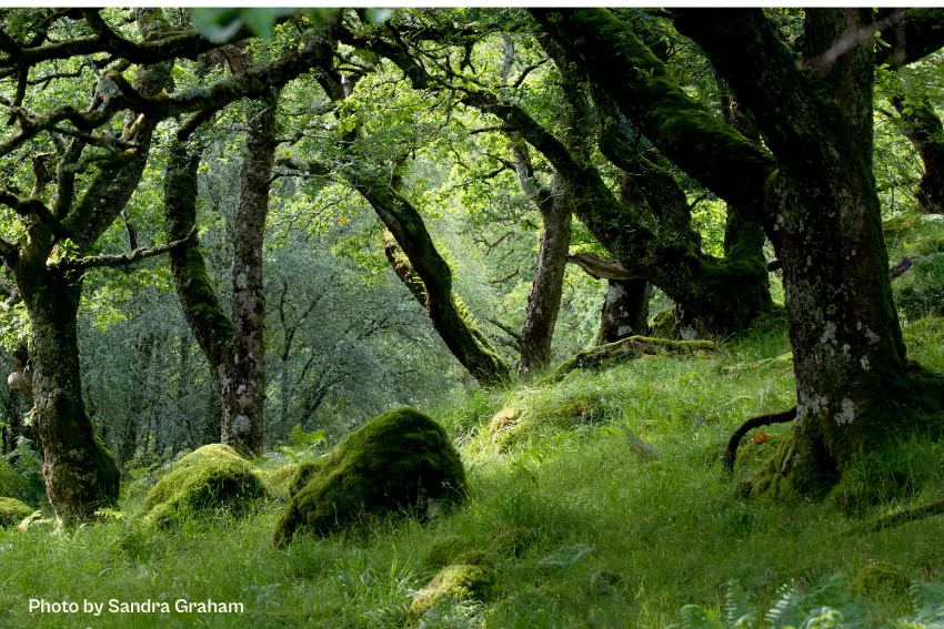 Image of an Atlantic Rainforest in Scotland taken by Sandra Graham