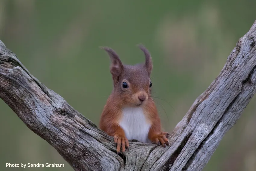 Image of a Red Squirrel taken by Sandra Graham