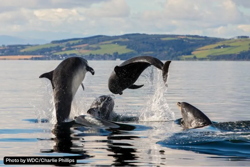 Photo of four bottlenose dolphins taken by Charlie Phillips from WDC