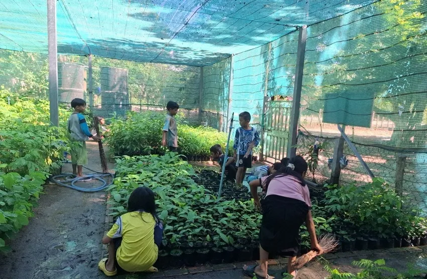 Saplings growing in the tree nursery, with daily care from the children of Sangke Lak primary school, Phnom Kulen, Cambodia.