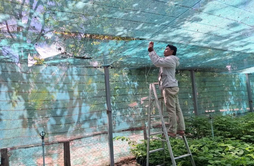 Roof fixing by our tree nursery caretaker in tree nursery in Popel primary school, Phnom Kulen Cambodia