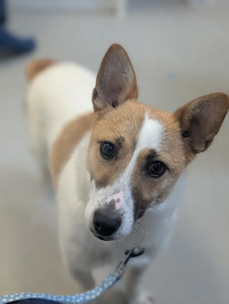 Rolo arrived with a broken leg that had been left untreated for some time, thanks to our services, he now lives a happy adopted in his forever family.