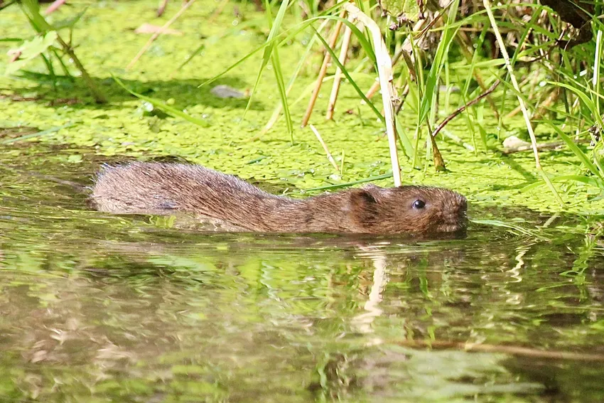 Water vole swimming